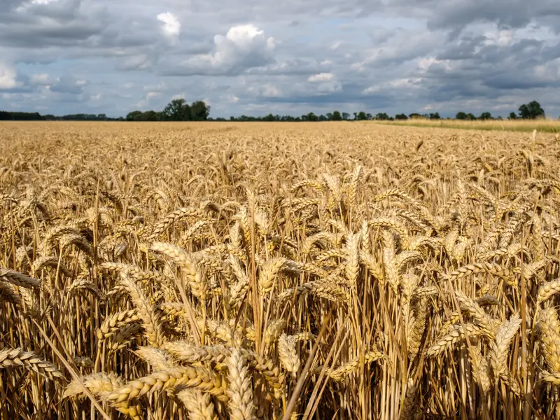 Care este rolul României în transportul cerealelor din Ucraina, după ce Rusia a închis Marea Neagră Foto: ProfiMedia Images (fotografie cu caracter ilustrativ)