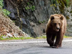 O turistă a fost atacată de urs lângă un hotel din Argeș. Ar fi vrut să facă poză cu animalul - Foto: Arhiva