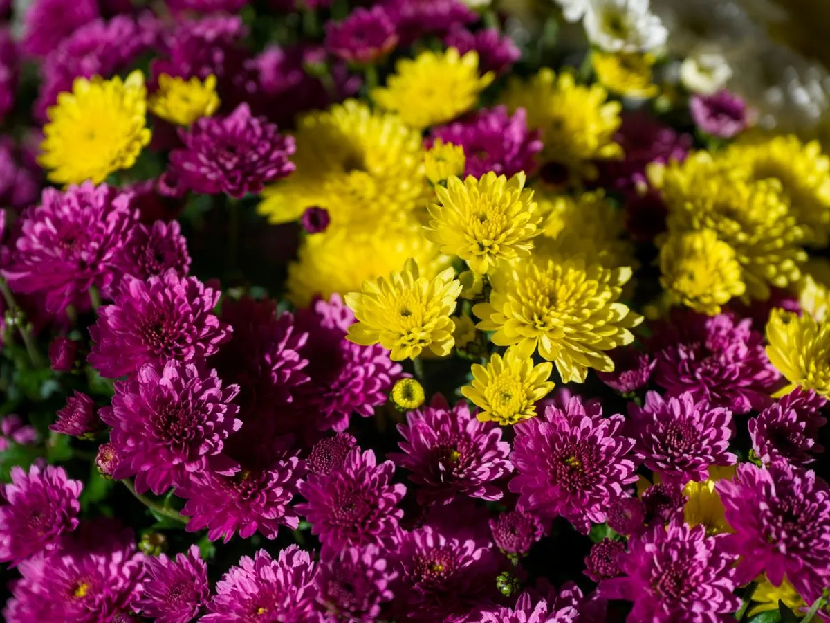 Crizanteme galbene și violet strălucitoare - Foto: Pexels (Imagine cu rol ilustrativ)