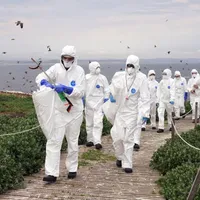 Gripă aviară UK / Foto: Profimedia