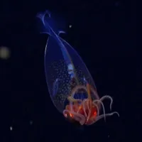 Primele imagini video cu „monstrul transparent al mărilor”. A fost descoperit acum 100 de ani - Foto: newatlas.com
