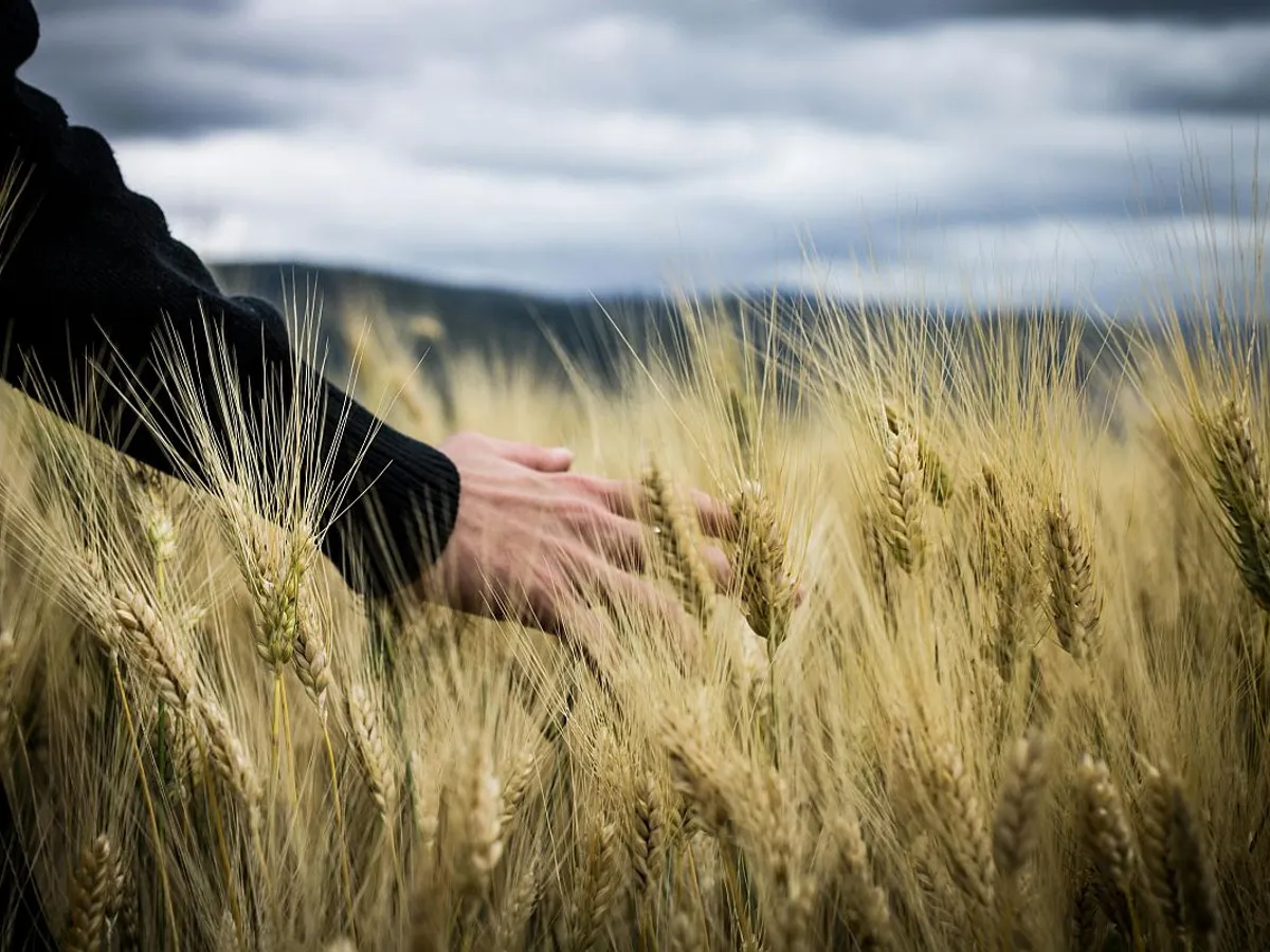 Bărbat verificând calitatea cerealelor cultivate - Foto: Pexels/Giuseppe Russo