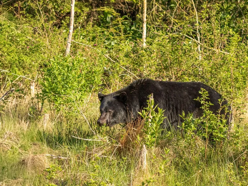 Un turist străin a fost muşcat de un urs pe Transfăgărăşan. A încercat să hrănească animalul - Foto: Profimedia Images (Imagine cu rol ilustrativ)