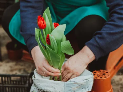 Lalele - Foto: Pexels (Imagine cu rol ilustrativ)