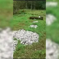 Mii de pești morți, descoperiți într-o pădure din Bistrița Năsăud. Autoritățile nu știu ce s-a întâmplat - Foto: ProTV / imagine cu caracter ilustrativ