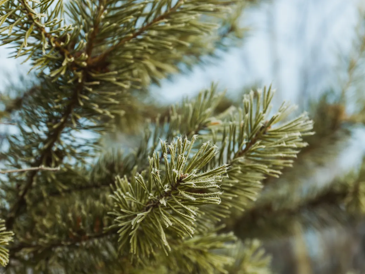 Molid Foto: Freepik (imagine cu rol ilustrativ)