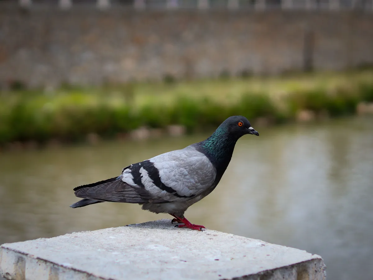 Porumbel Foto: Pexels (imagine cu rol ilustrativ)