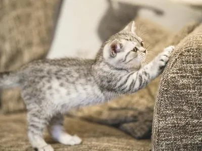 Pisică care își face ghiarele -Foto: Freepik (Imagine cu rol ilustrativ)