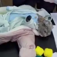 Pisica deghizată în bebeluș - Foto: Captură video Twitter