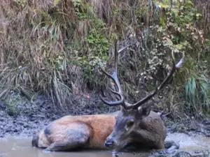 Un cerb se răcorește într-o baltă din Munții Făgăraș - Foto: Captură video/ Facebook