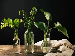 6 plante pe care le poți crește tu în apă, acasă. Sănătoase, simple și mai ieftine decât din piață - FOTO: Freepik (imagine cu rol ilustrativ)