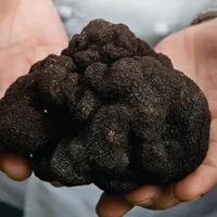 Un kilogram de trufe negre costă 1.000 de euro Foto: stiriagricole.ro