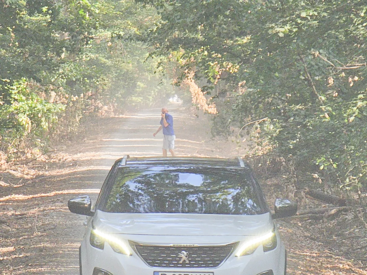 Drumul forestier din Pădurea Băneasa - Foto: Platforma Civică Împreună pentru Centura Verde
