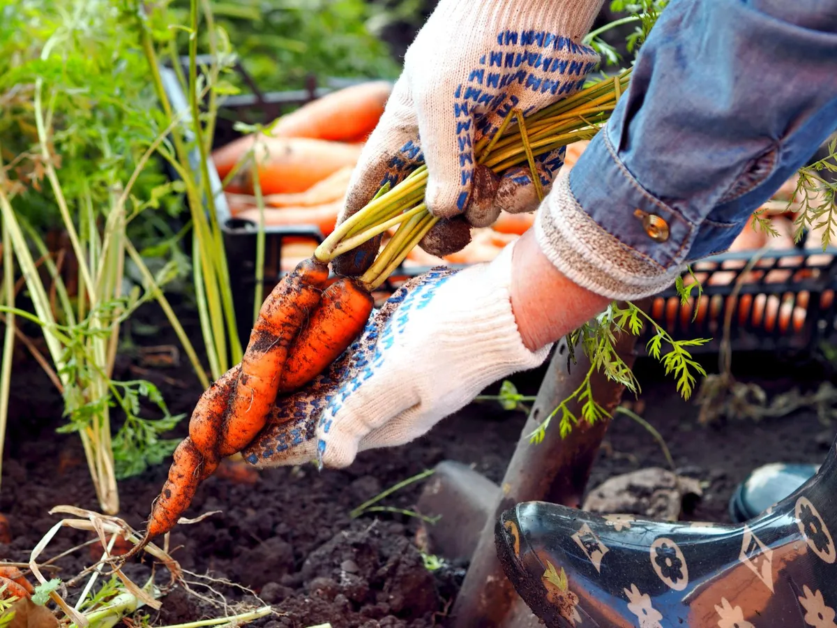 Morcovi scoși din pământ - Foto: Freepik (rol ilustrativ)