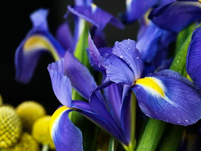 Iris Foto: Freepik (imagine cu rol ilustrativ)