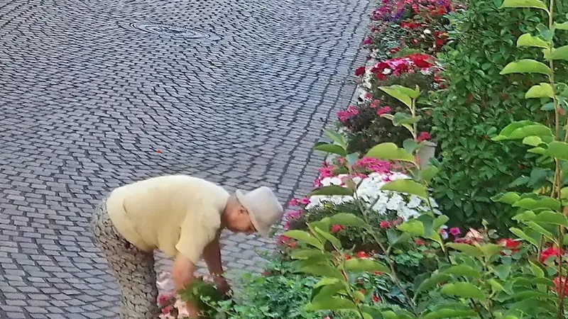 Grădina Episcopiei Greco-Catolice din Oradea, prădată. O femeie și-a umplut plasele cu flori - Foto: captură video