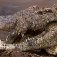 VIDEO Un crocodil de 6,4 metri, despre care se spune că a ucis peste 300 de oameni este în libertate - FOTO: Profimedia
