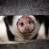 Alertă de pestă porcină africană, în Arad. Sute de porci vor fi sacrificați - Foto: pexels.com/Leah Kelley