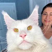 Kefir, cea mai înaltă pisică din lume este celebră pe Instagram Foto: Instagram/ yuliyamnn