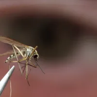 Zeci de români, infectați cu un virus periculos transmis de țânțari. Șase dintre ei au murit - Foto: Profimedia Images