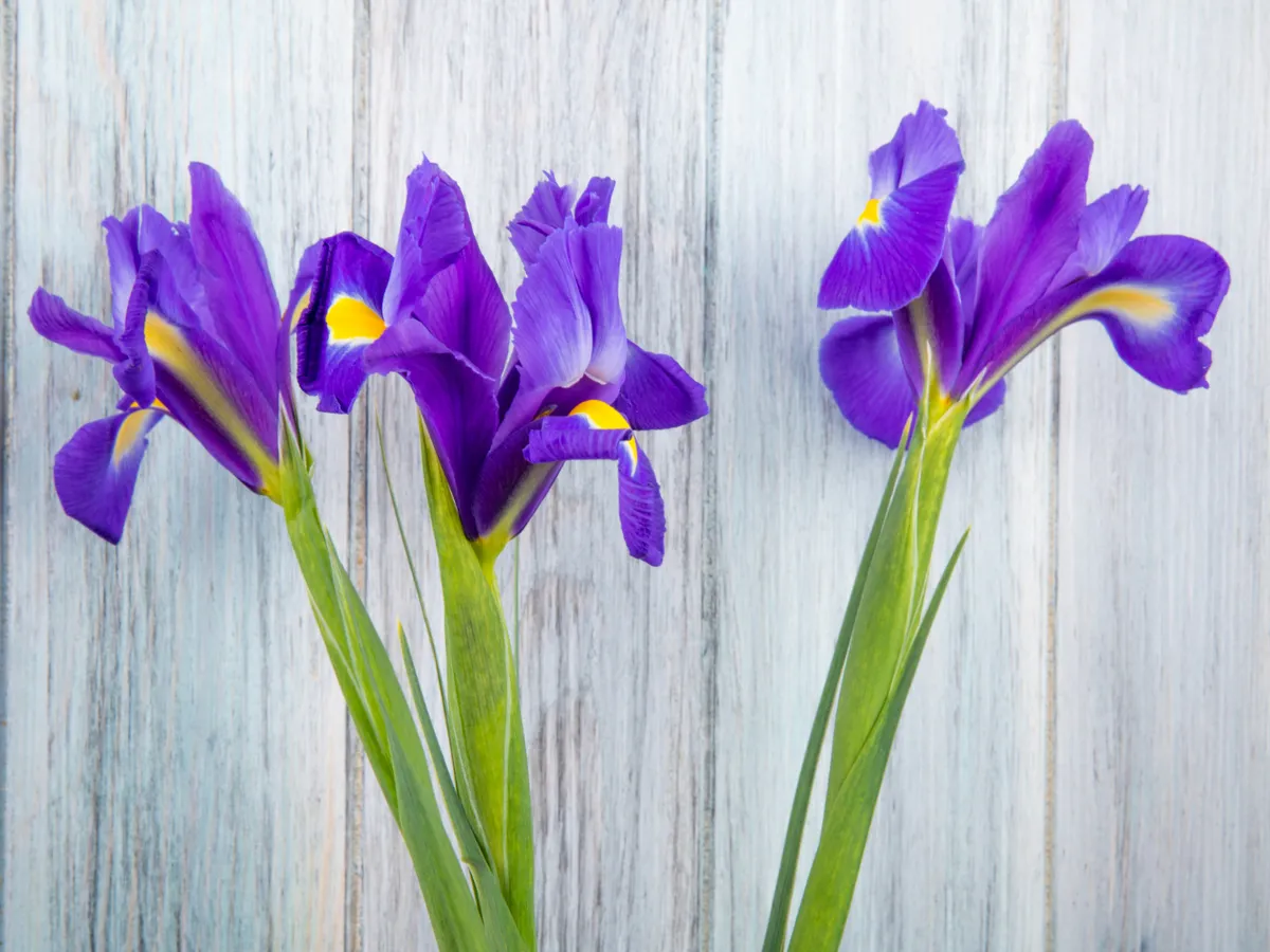 Iris Foto: Freepik (imagine cu rol ilustrativ)