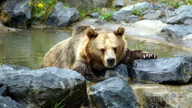 Un milionar din Rusia a recunoscut că a ucis un bărbat pe care l-a „confundat cu un urs”/FOTO: Pxels