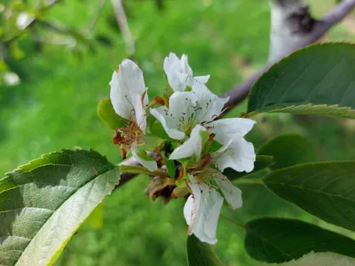Imagini increbile lângă București cu cireși în floare la final de septembrie - Foto: Newsweek România