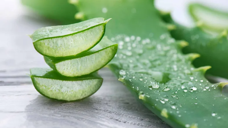 Planta Aloe Vera