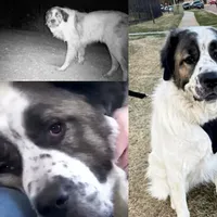 Un câine dispărut acum doi ani și-a regăsit stăpânii. Povestea impresionantă a lui Bear - Foto: Colaj people.com