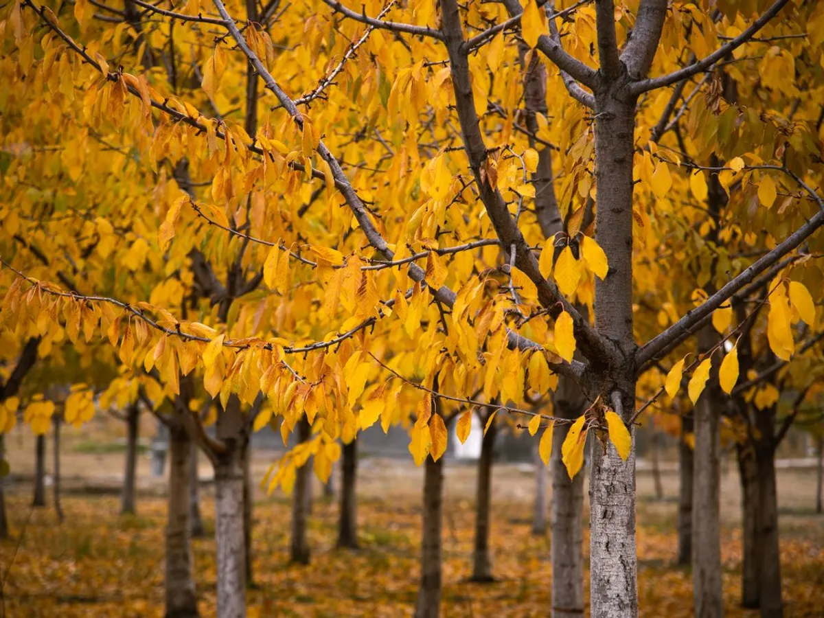 Copaci toamna - Foto: Pexels (Imagine cu rol ilustrativ)