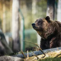 Urs accidentat mortal de două mașini, pe DN1. Circulația a fost afectată - Foto: Pexels (Imagine cu rol ilustrativ)