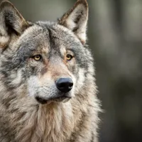 Fetiță de 8 ani, mușcată de un lup alb la zoo. Care a fost motivul? - Foto: Profimedia / imagine cu caracter ilustrativ