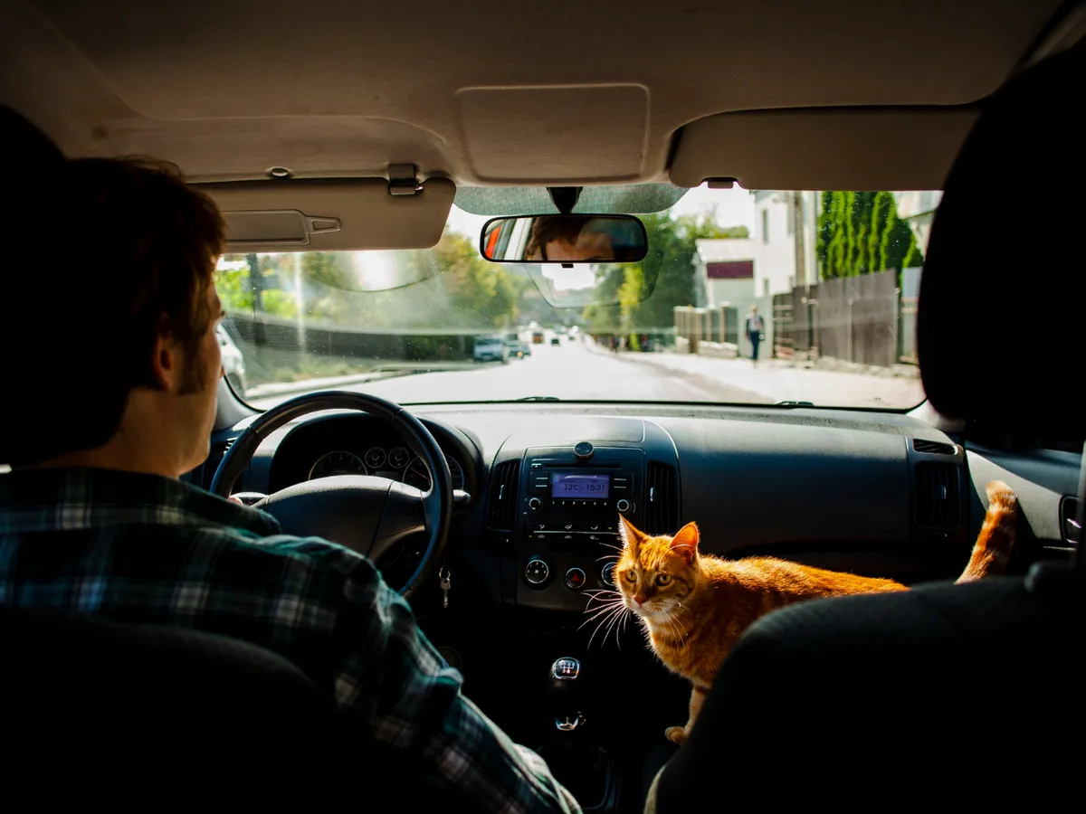 Amendă de 3.300 lei dacă ai pisică și faci asta. Se aplică aceeași regulă ca pentru un copil