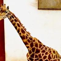 Sursa imagine: Faceboo Grădina Zoologică din Târgu Mureș