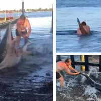 Un bărbat a dispărut în adâncuri după ce a salvat un rechin de 3 metri eșuat pe mal: Tati, nu! - Foto: X/ @7NewsSydney