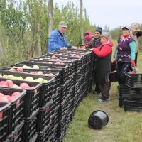 30.000 lei amendă pentru patru țărani ce vindeau mere la marginea drumului - Viața liberă