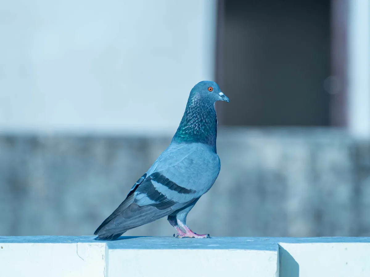 Porumbel Foto: Pexels (imagine cu rol ilustrativ)