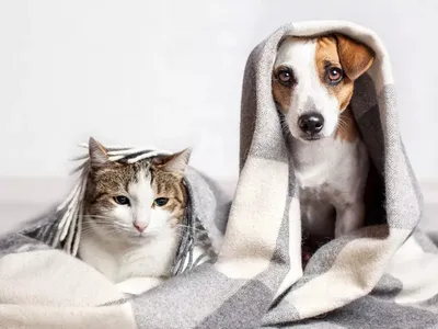 Amenzi de până la 10.000 lei pentru români care stau la bloc și au animale de companie. Motivul? - Foto: Profiemdia / imagine rol ilustrativ