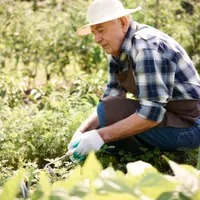 Care agricultori români iau subvenție APIA pe teren și animale în luna octombrie? - Foto: Freepik