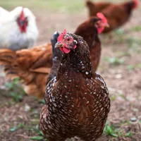 O femeie a ajuns la spital cu gripă aviară după ce a pus mâna pe niște găini. În ce stare se află? - Foto: Profimedia Images (imagine cu rol ilustrativ)