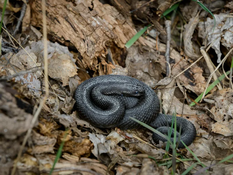 Șerpii veninoți ajung în gospodăriile românilor. Reptilele sunt extrem de periculoase Foto: Pexels (fotografie cu caracter ilustrativ)