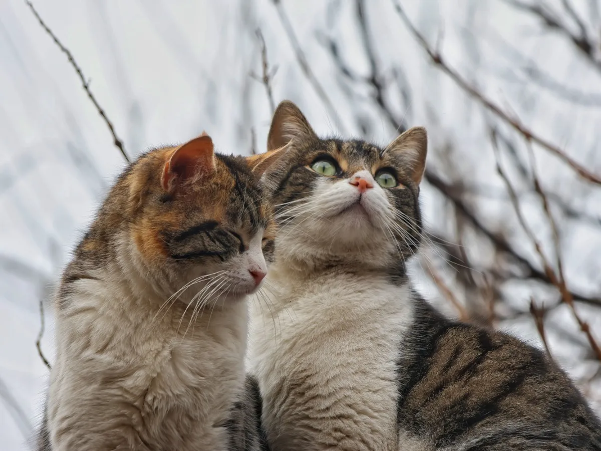 Pisici - Foto: Pexels (rol ilustrativ)