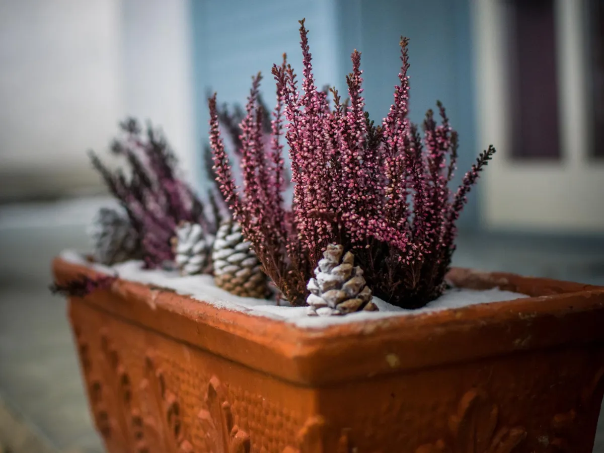 Plantă în ghiveci - Foto: Freepik (Imagine cu rol ilustrativ)