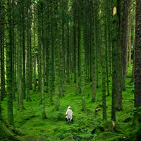 România va trăi pe datorie ecologică de pe 20 iulie. Ce se va întâmpla după această dată Foto:Pexels (fotografie cu caracter ilustrativ)