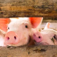 Focar de pestă porcină, în Sectorul 6. Animalele nu trebuie să aibă acces la păşunat şi bălți. / Foto: stirileprotv.ro