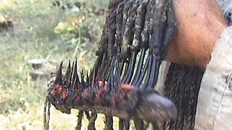 The sharp steel hooks used to catch beluga sturgeon. Photo: Marius Daea