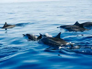 Delfinii din Marea Neagră sunt uciși de sonarele militare. Sute de delfini morți, aproape de Odesa/FOTO: Unsplash