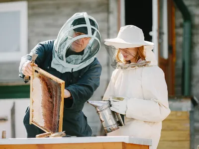 Cum să tratezi înțepăturile de viespe sau albine cu planta numită și “iarba-bubei”. Crește pe drum la țară - Foto: Freepik (Imagine cu rol ilustrativ)