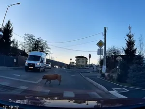 Imagini virale din Cluj, după ce doi porci au fost surprinși traversând strada cu simț de răspundere - Foto: Stiri de Cluj