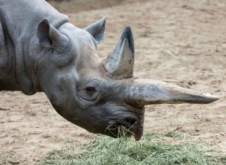 Kilaguni a trăit 46 de ani și a avut cinci urmași Foto: Zoo Berlin